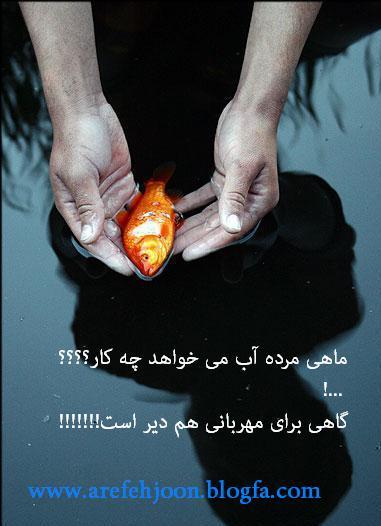 111006 محی1234