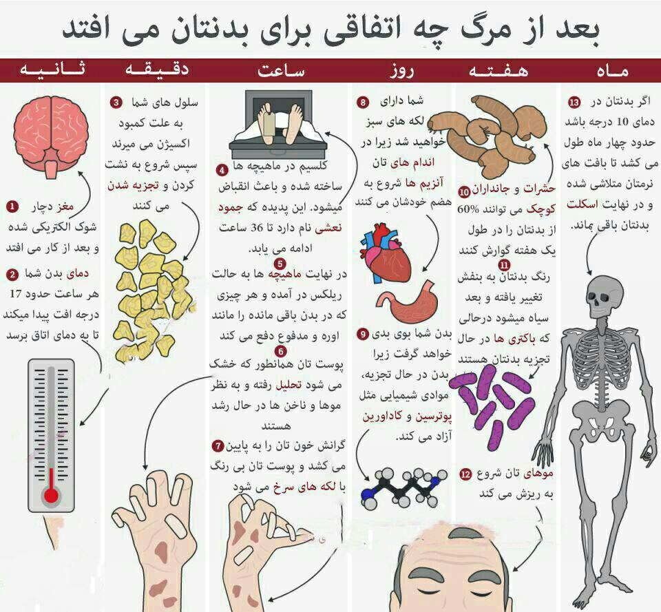 114102 ترمیناتور