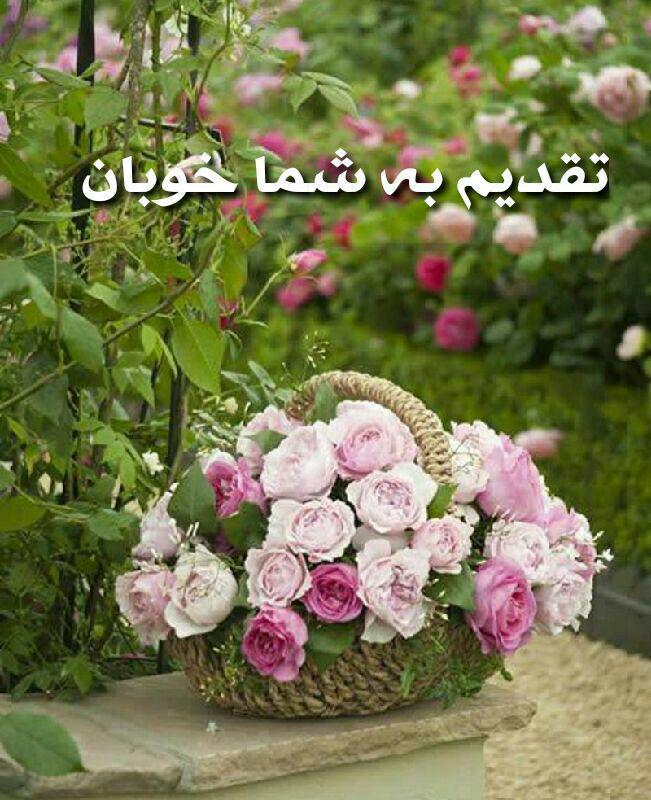 131870 نیلوفر بهبودی