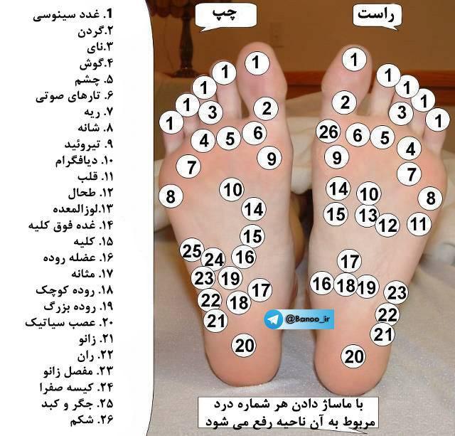 تسکین درد مربوط به هر عضو در نقاط مختلف پا الناز33