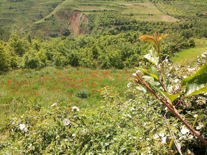 روستای مرزاباد خاروانا الناز33 الناز33