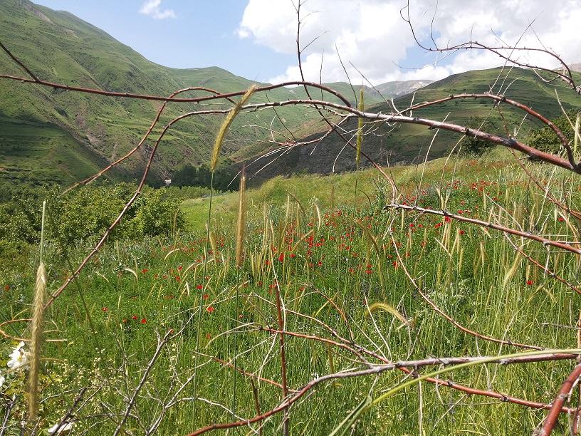 روستای مرزاباد عید فطر 1397 الناز33