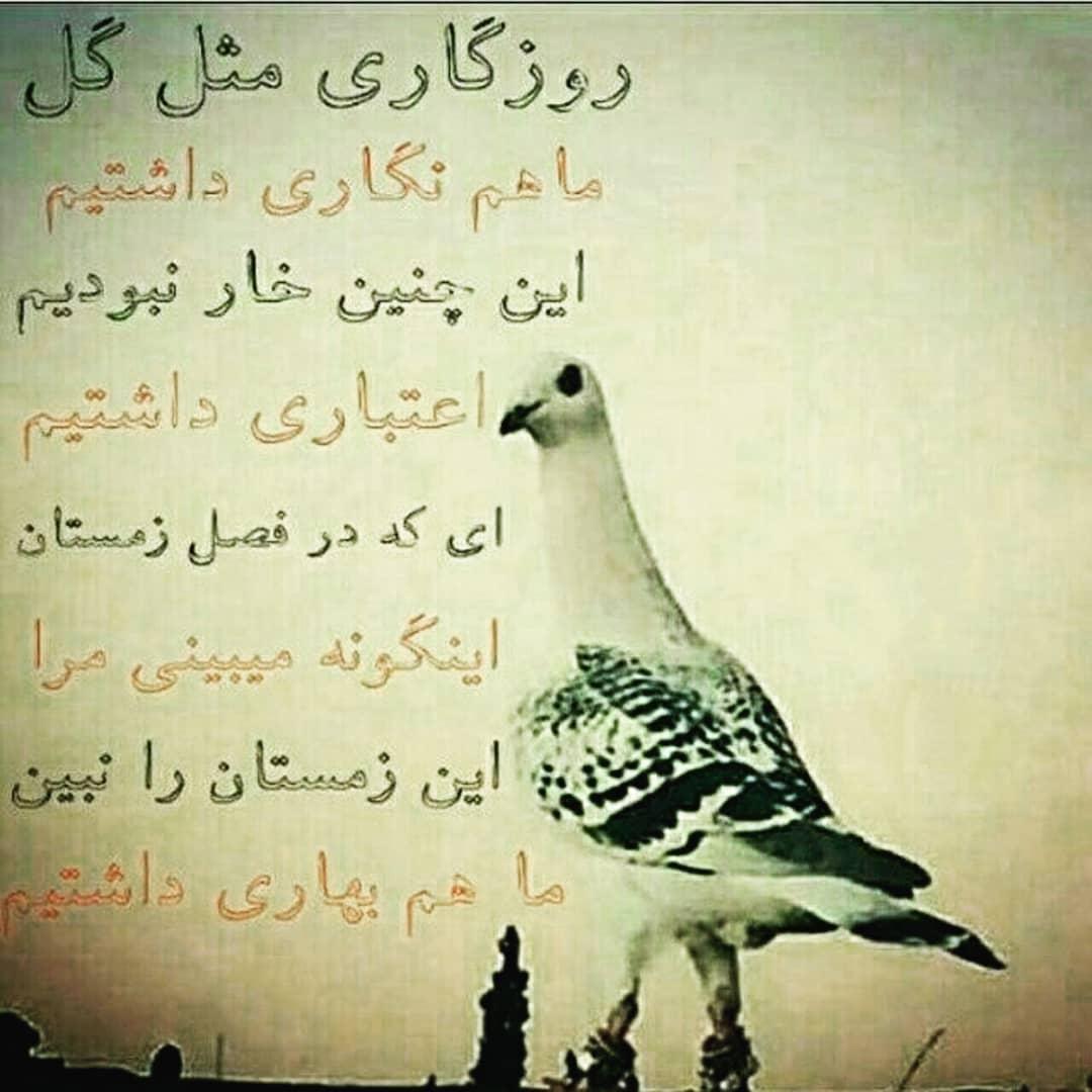 228533 علی آقای بارانی