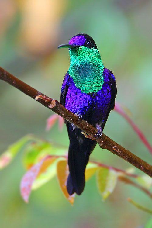 Violet-crowned woodnymph زهره 21