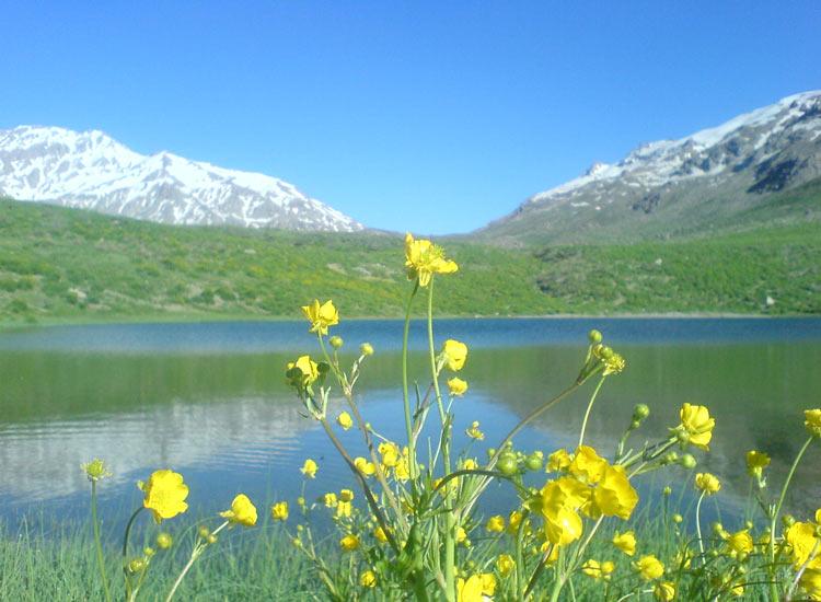 طبیعت زیبای ایران رز وحشی