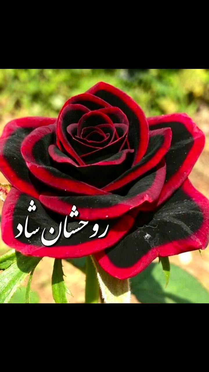 روحشان شاد Khazan bushehr