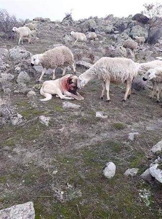 همدردی گوسفند با سگ گله که ازشون مقابل گرگ دفاع کرده بود و زخمی شده...  به بعضیا باید گفت لااقل مثل این گوسفند باشید!! رها5495