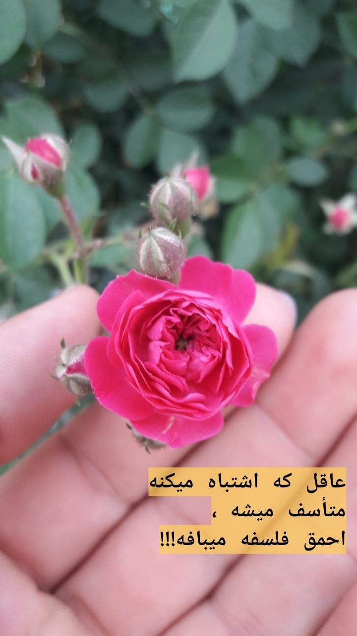 255210 کامی سیتی