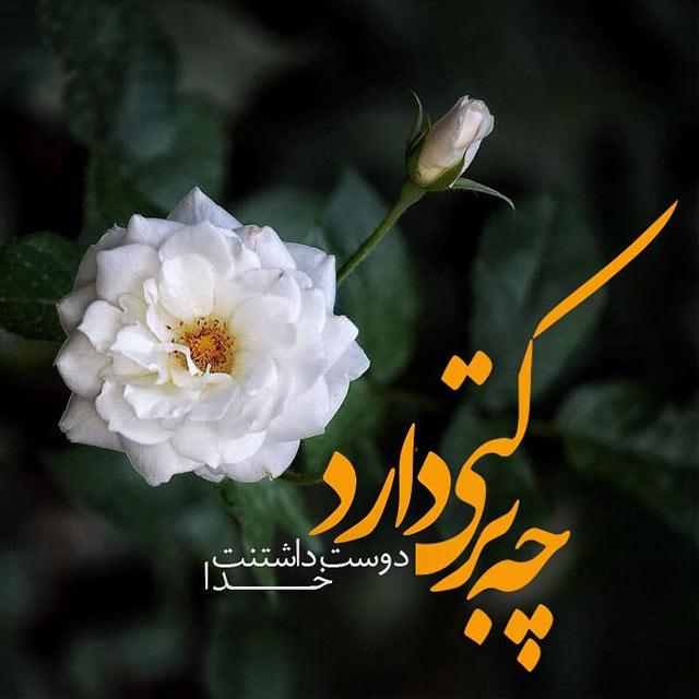 263095 فاطمه 1381