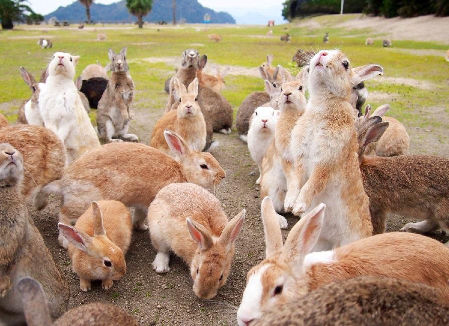 جزیره اوکانوشینا یا جزیره خرگوش، ژاپن | Okunoshima Island, Japan الناز33