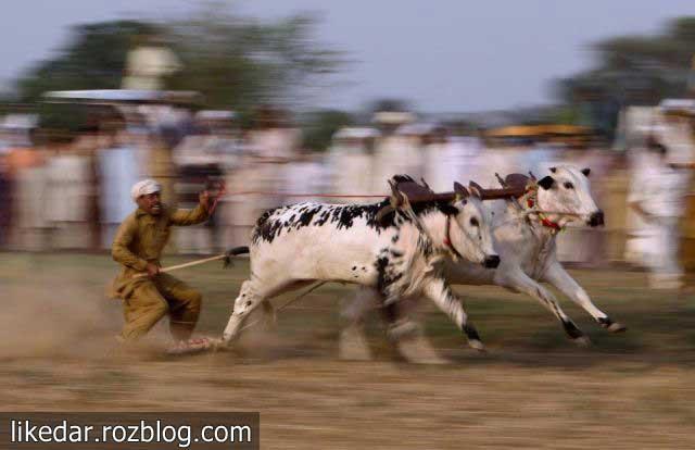 60140 بانوی سرخ 18