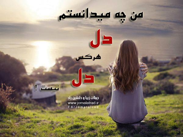 62108 شقایق57