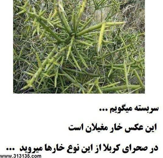 67017 بانوی سرخ 18