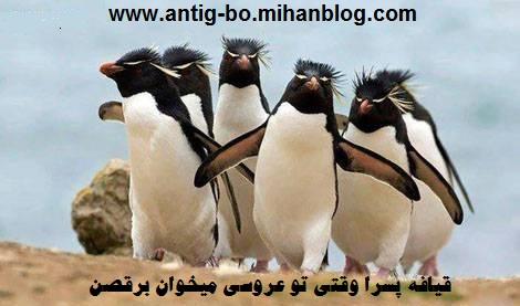 79927 حدیث ناناز