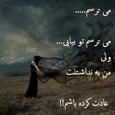 81134 ساقه طلایی